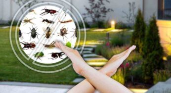 La soluzione naturale per salvare il tuo giardino dagli insetti: non ne vedrai più