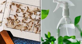 Ho risolto finalmente il problema delle tarme negli armadi e nei cassetti: ho usato solo ingredienti naturali
