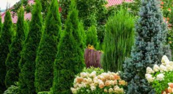 Giardino segreto: soluzioni creative per nascondere il tuo angolo di paradiso dal vicinato