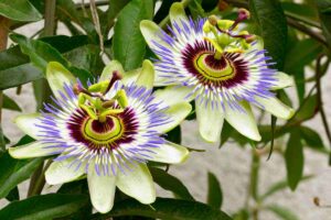 Passiflora tra le più belle piante rampicanti con i fiori