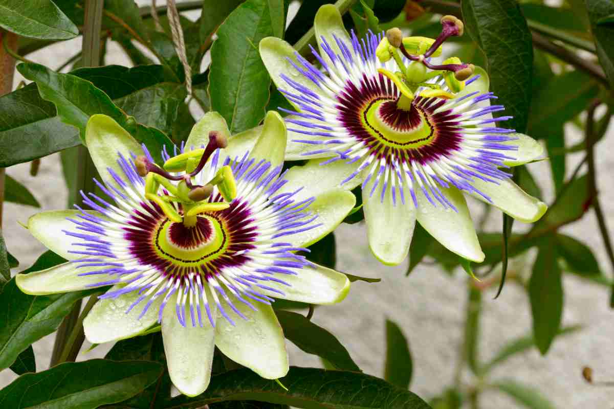Passiflora tra le più belle piante rampicanti con i fiori