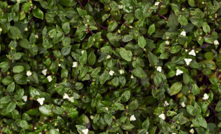 Tradescantia Nanouk