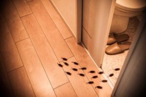 Scarafaggi invadono casa