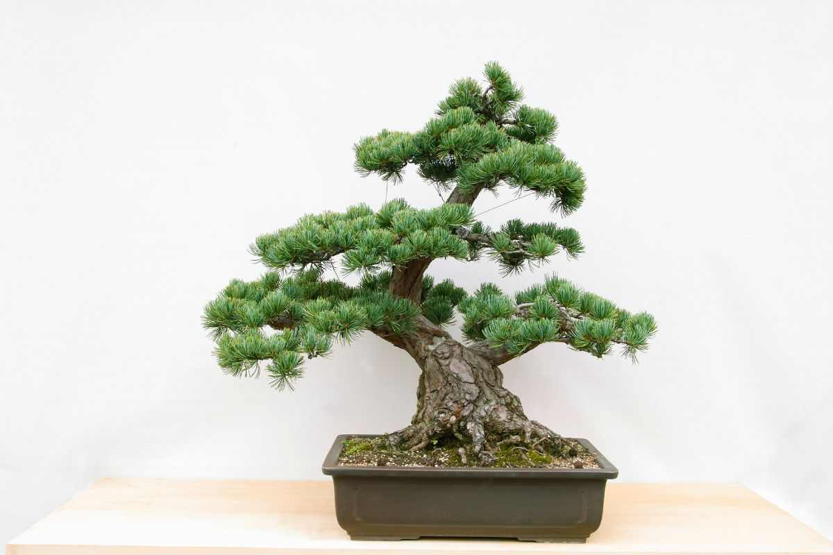 bonsai