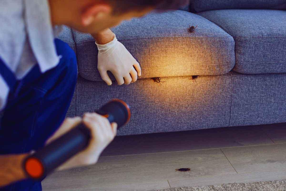uomo cerca blatte nel divano con una torcia
