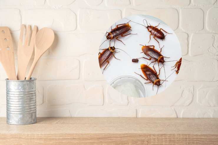 il piano di una cucina e le blatte in un cerchio