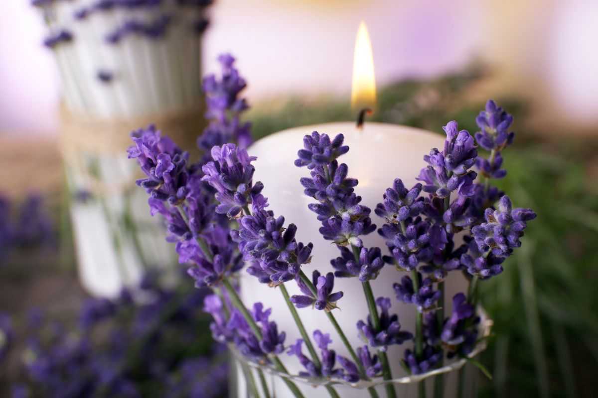 fiori secchi