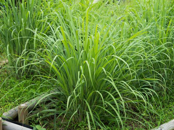 citronella