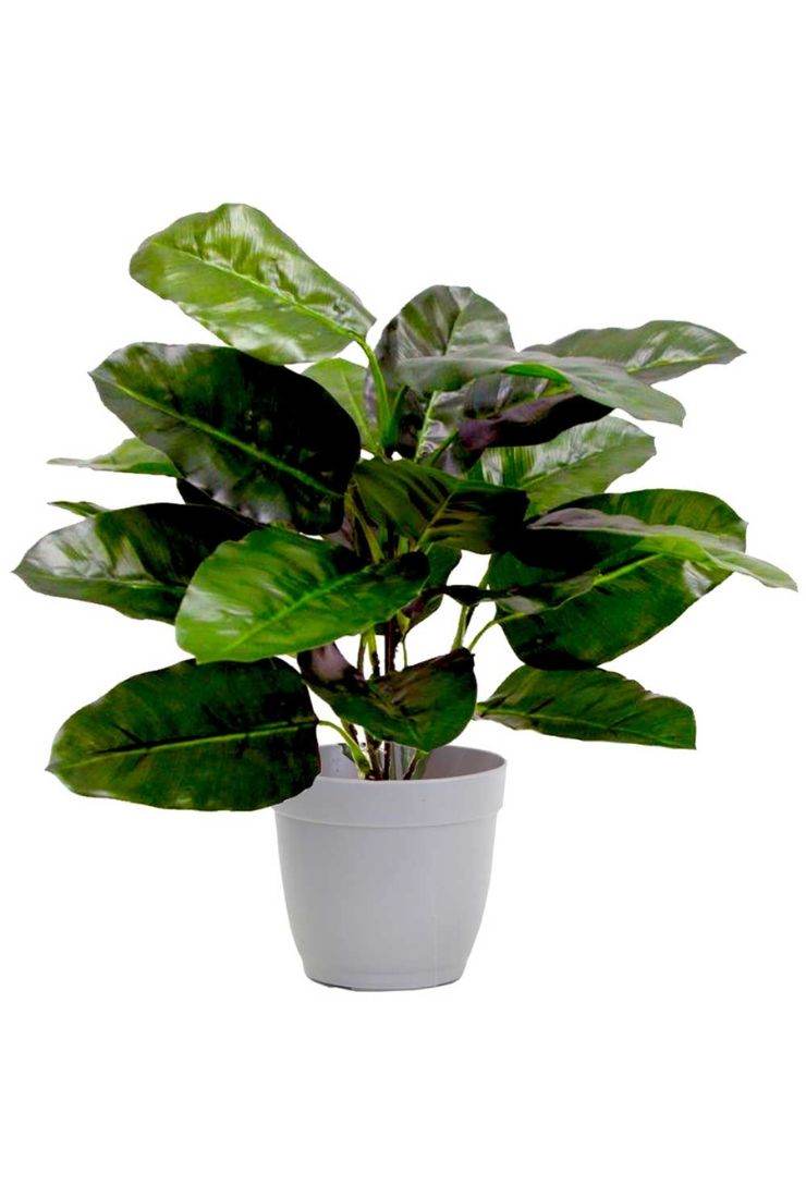 pianta finta