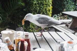 un gabbiano sul tavolo che ruba da mangiare