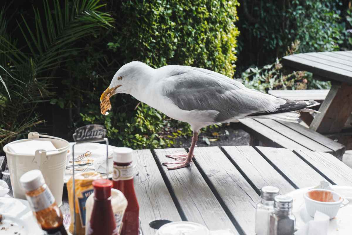 un gabbiano sul tavolo che ruba da mangiare