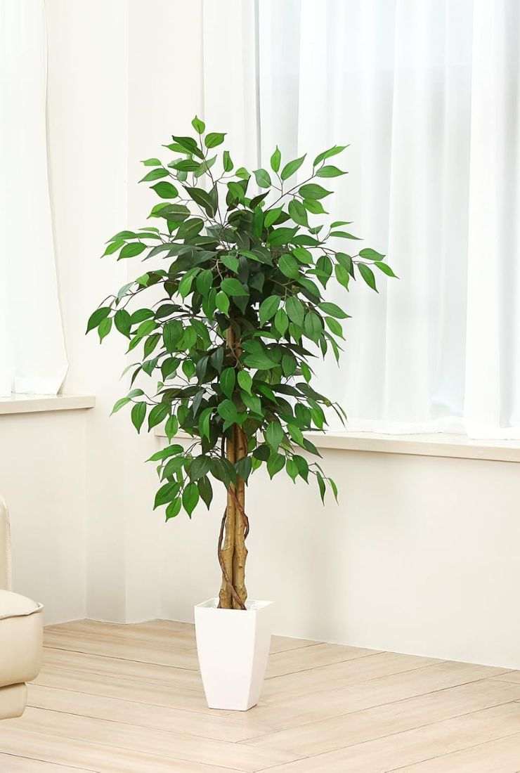 pianta finta
