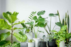 piante