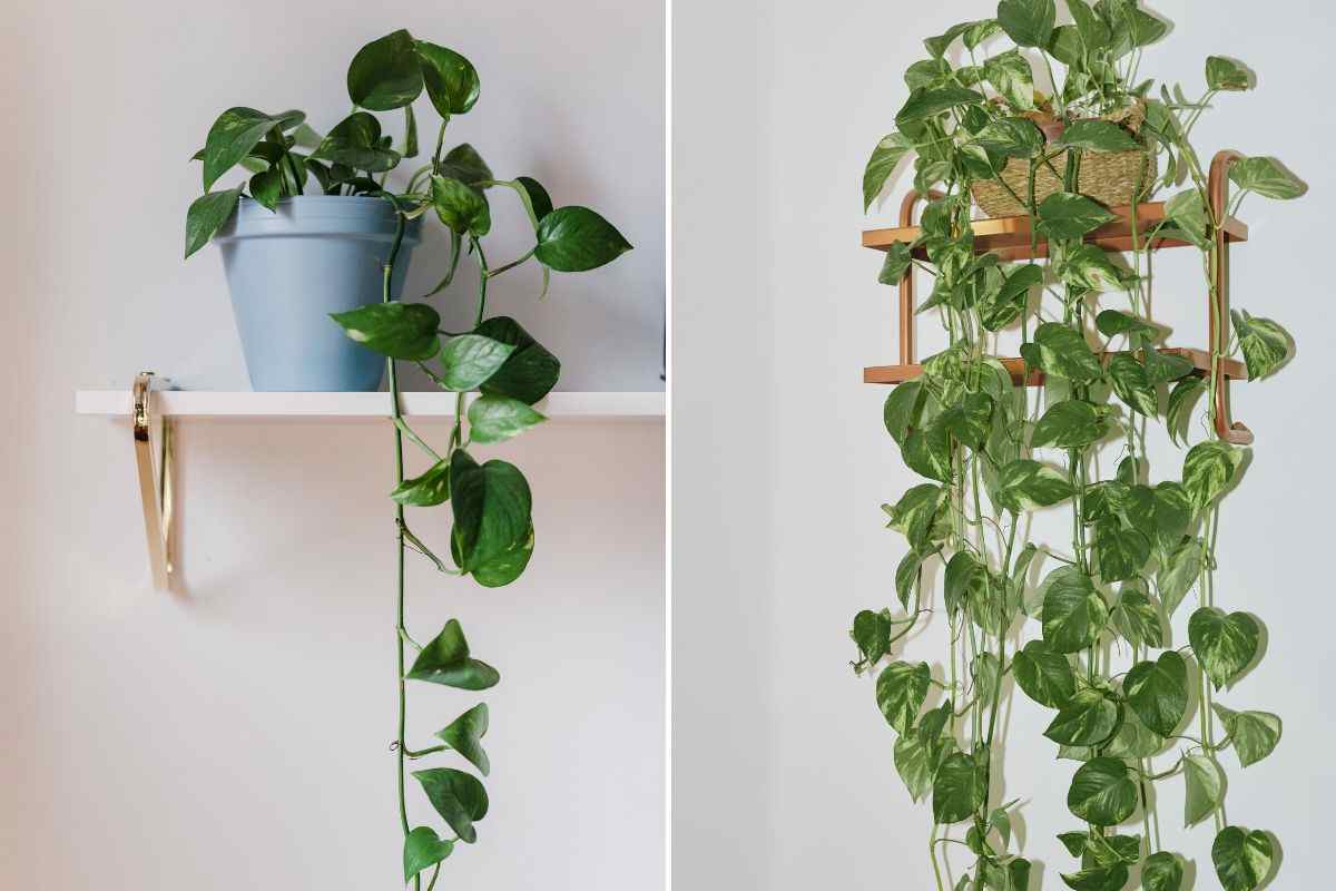 plante pe rafturi