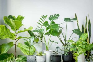 piante in vaso