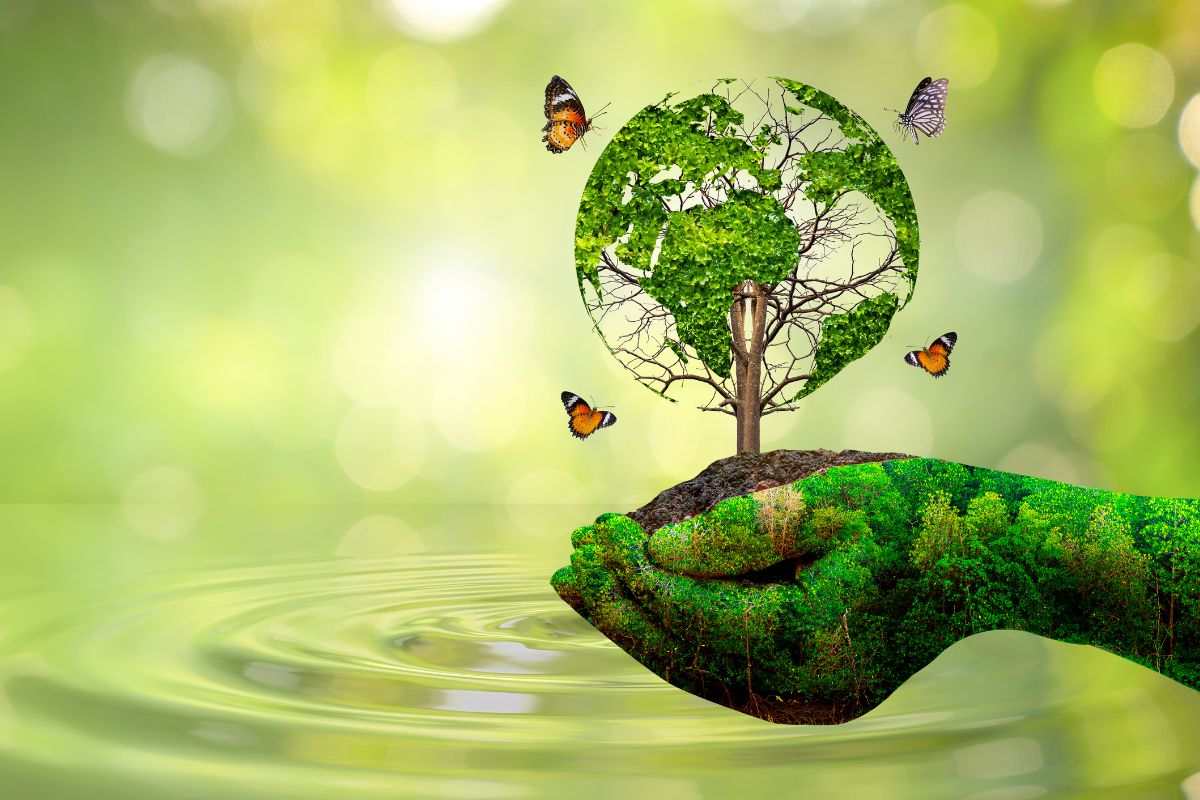albero