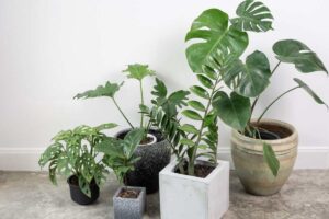 Piante in vaso