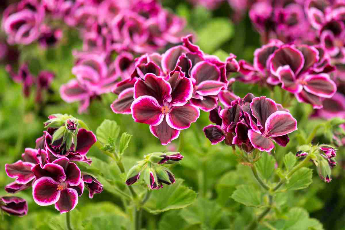 pianta di pelargonio di colore viola