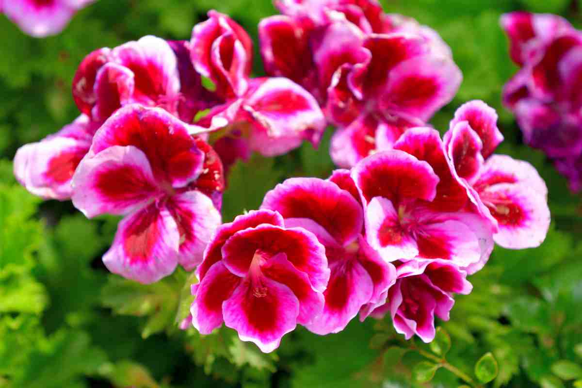 fiori antizanzare di pelargonio di colore rosa e bianco