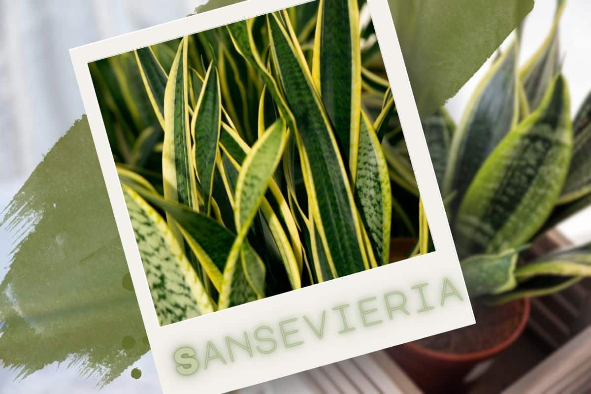 Sansevieria