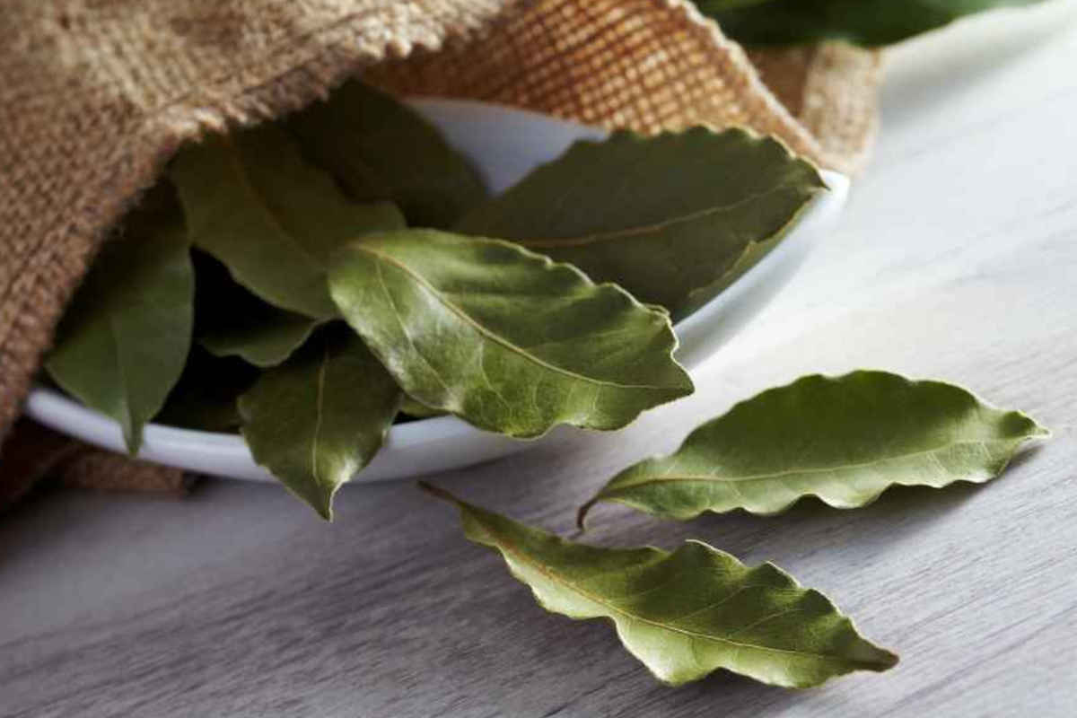 Foglie di alloro essiccate che escono da un sacchetto di iuta