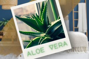 pianta aloe