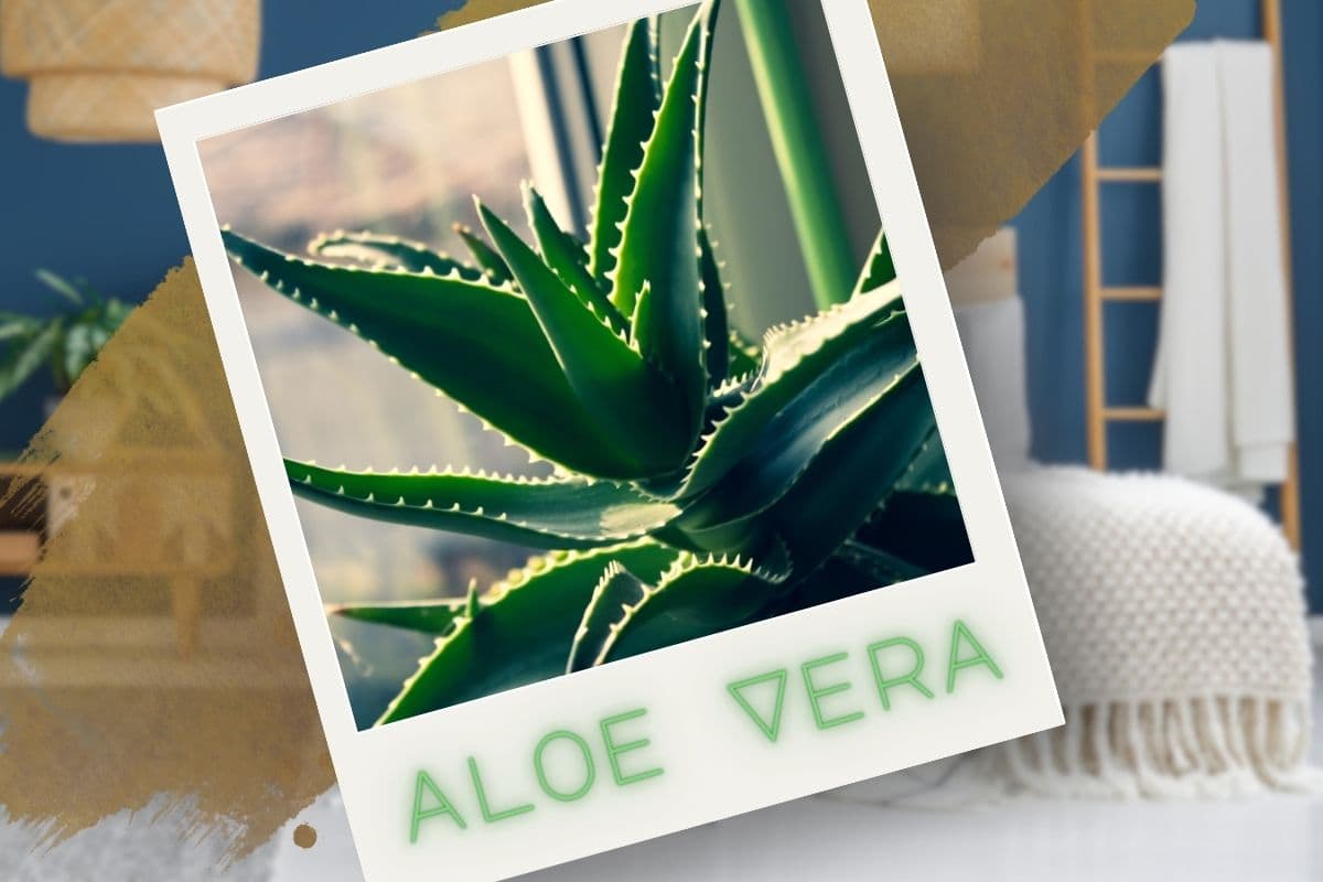 pianta aloe