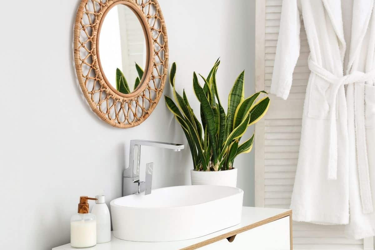 Sansevieria