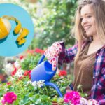 donna innaffia piante balcone e limone sbucciato