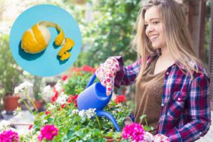 donna innaffia piante balcone e limone sbucciato