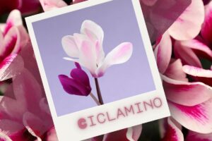 ciclamino