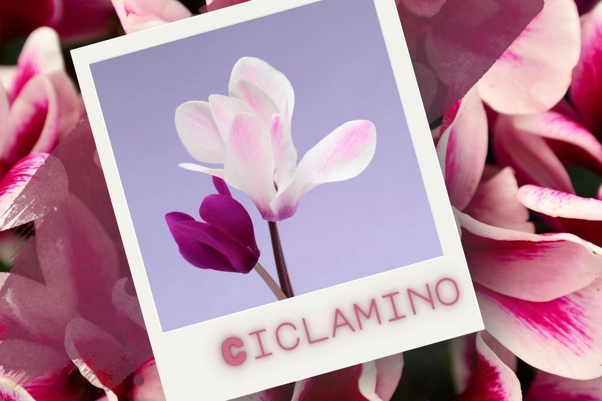 ciclamino