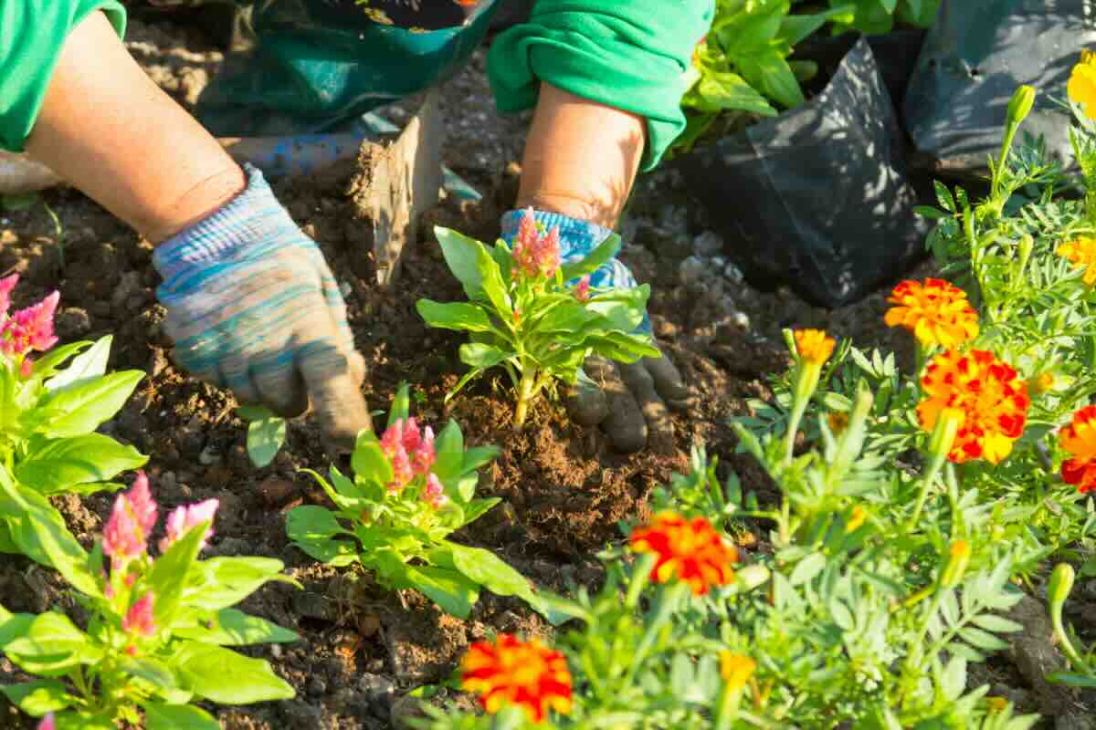 mani con guanti che piantano fiori in terreno