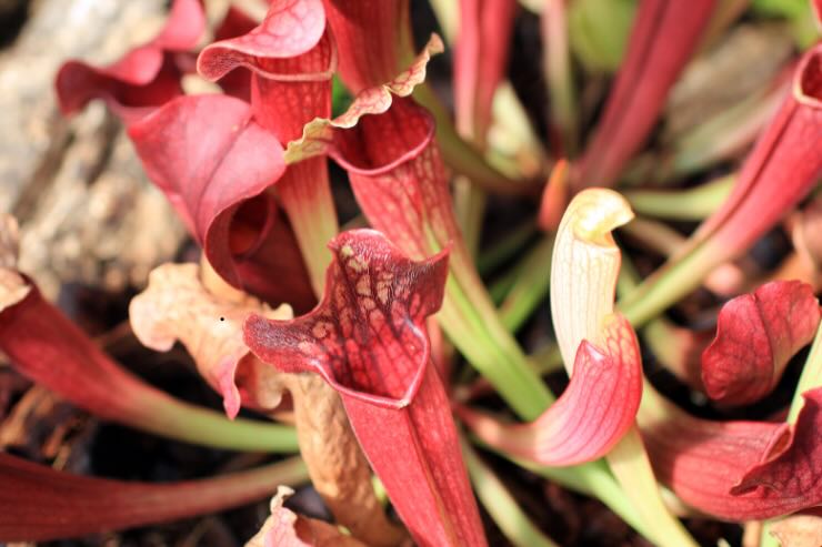 pianta di sarracenia rosso