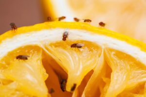 limone pieno di moscerini