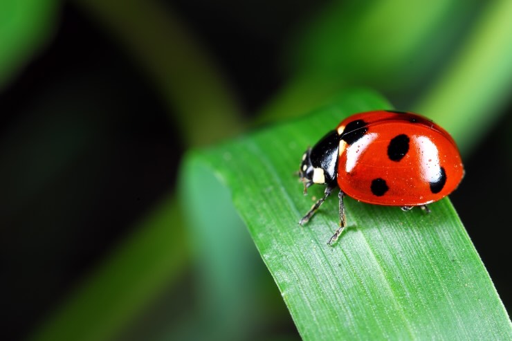 coccinella sulla foglia