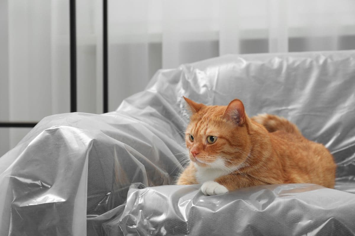gatto su divano