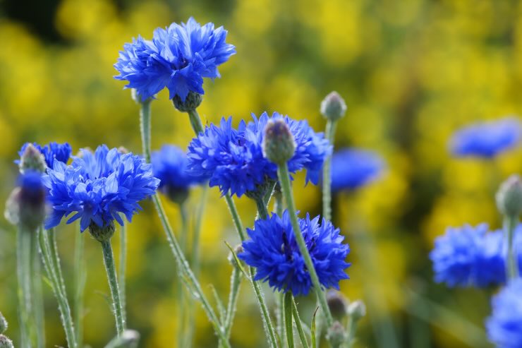 fiori blu fiordaliso