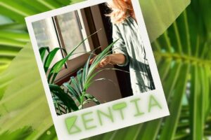 pianta kentia