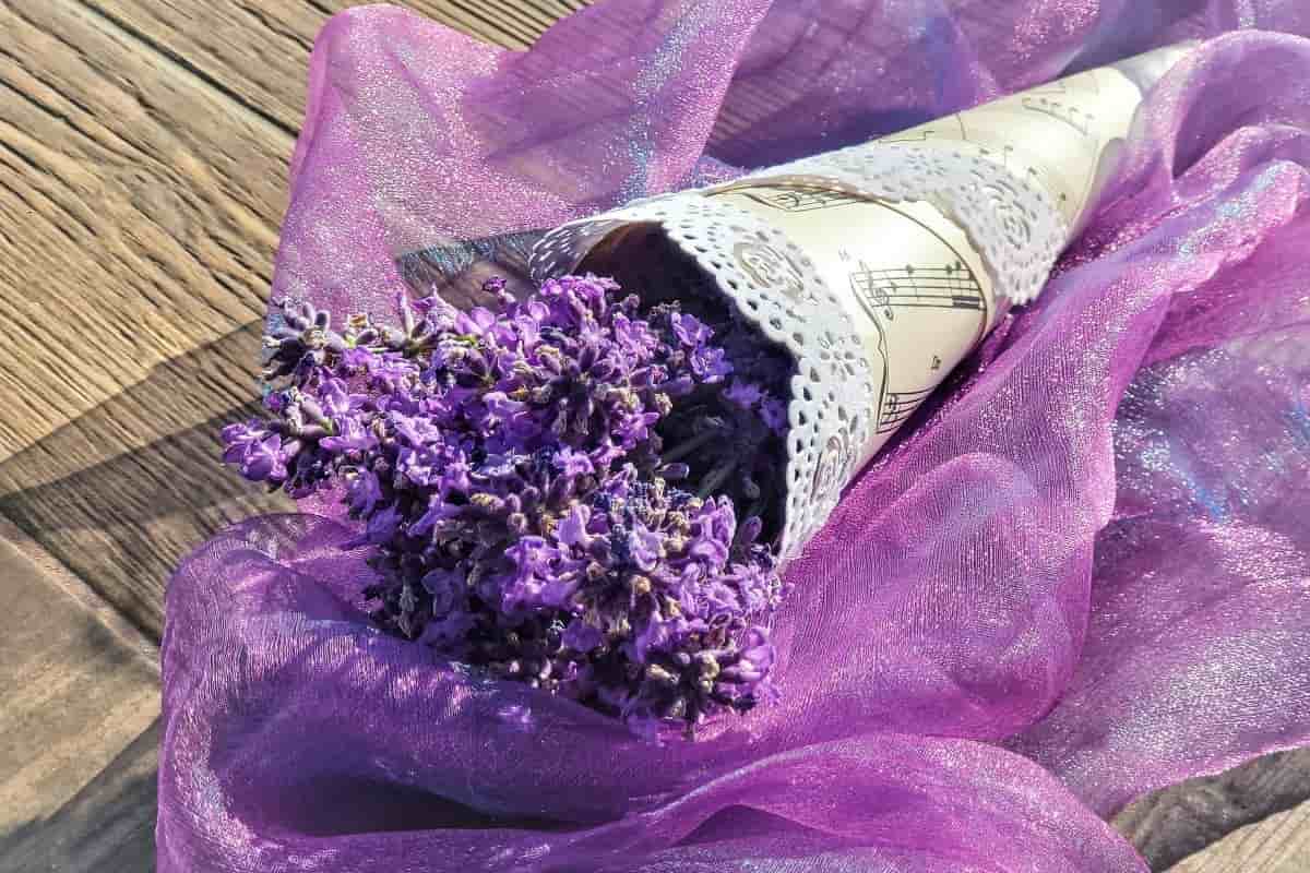 Lavanda