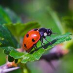 coccinella su pianta verde