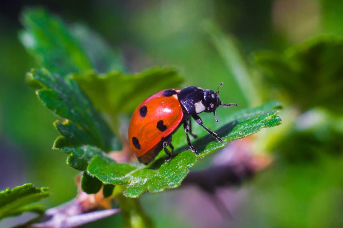 coccinella su pianta verde