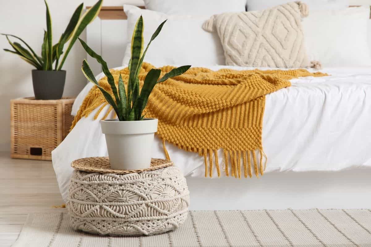 Sansevieria