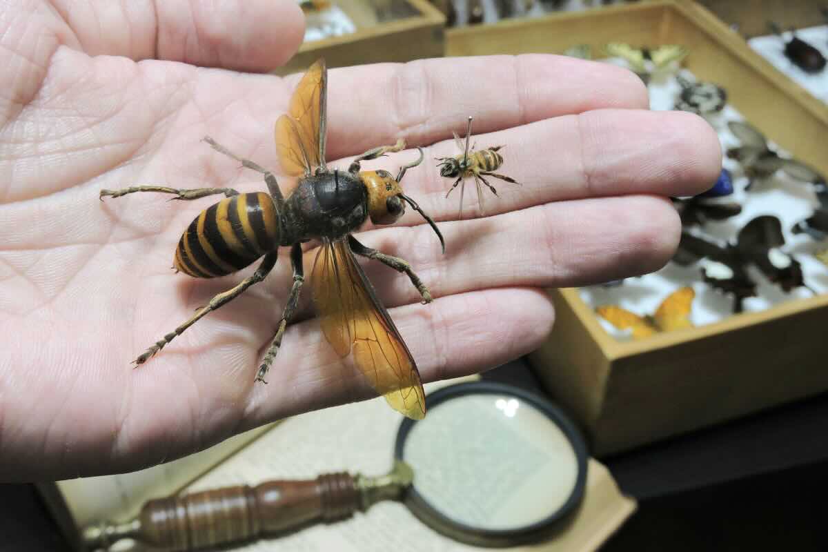 palmo della mano con grande vespa asiatica e vespa piccola