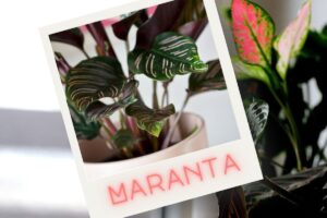 Maranta