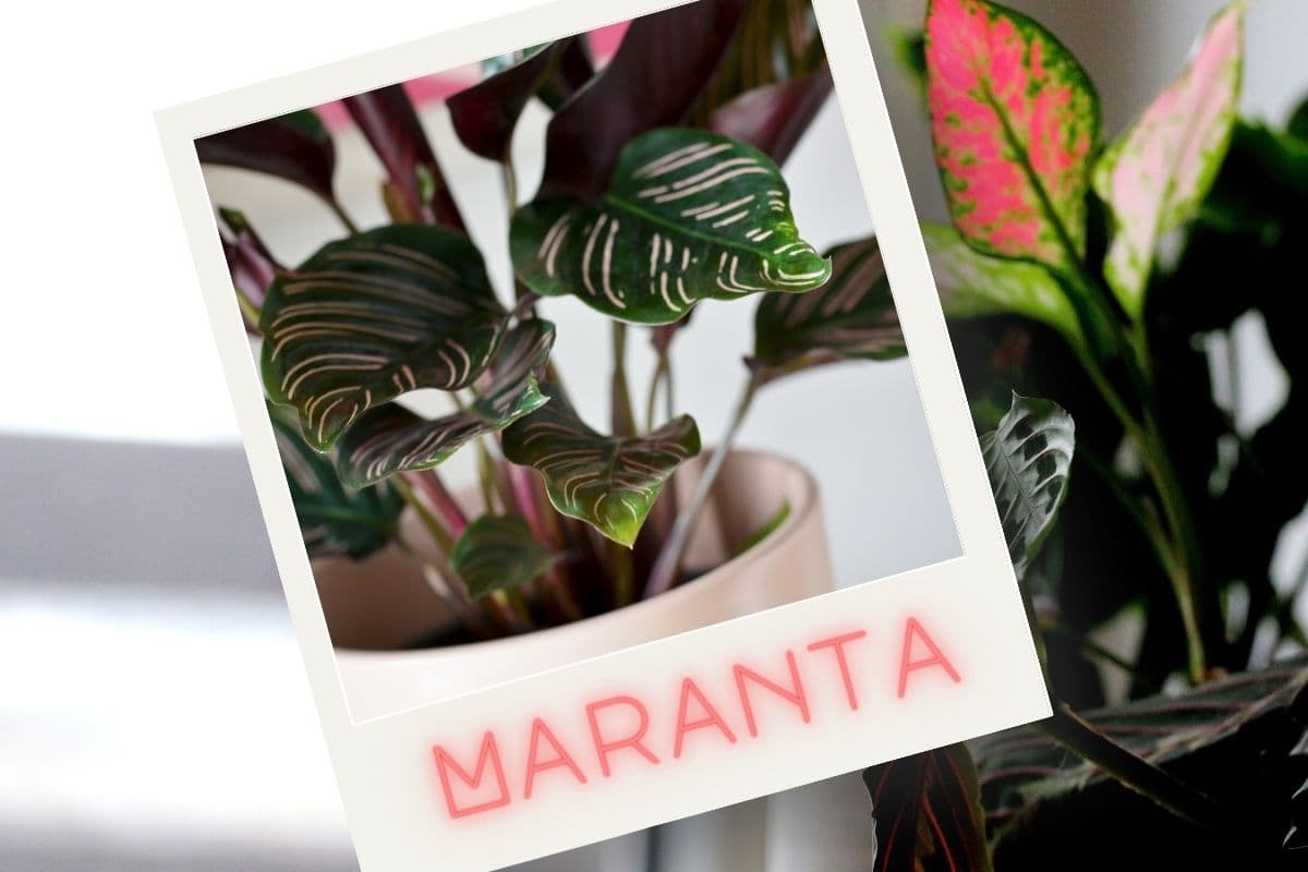 Maranta