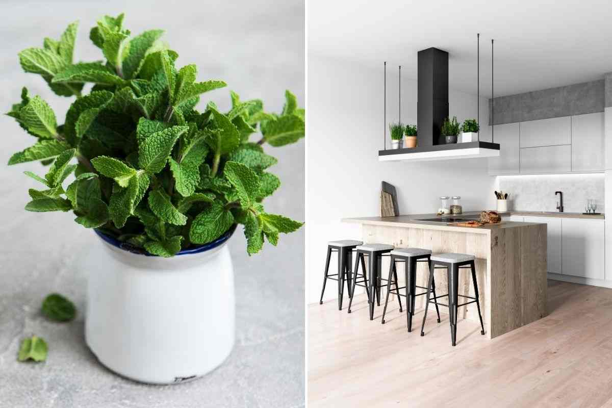 Menta e cucina