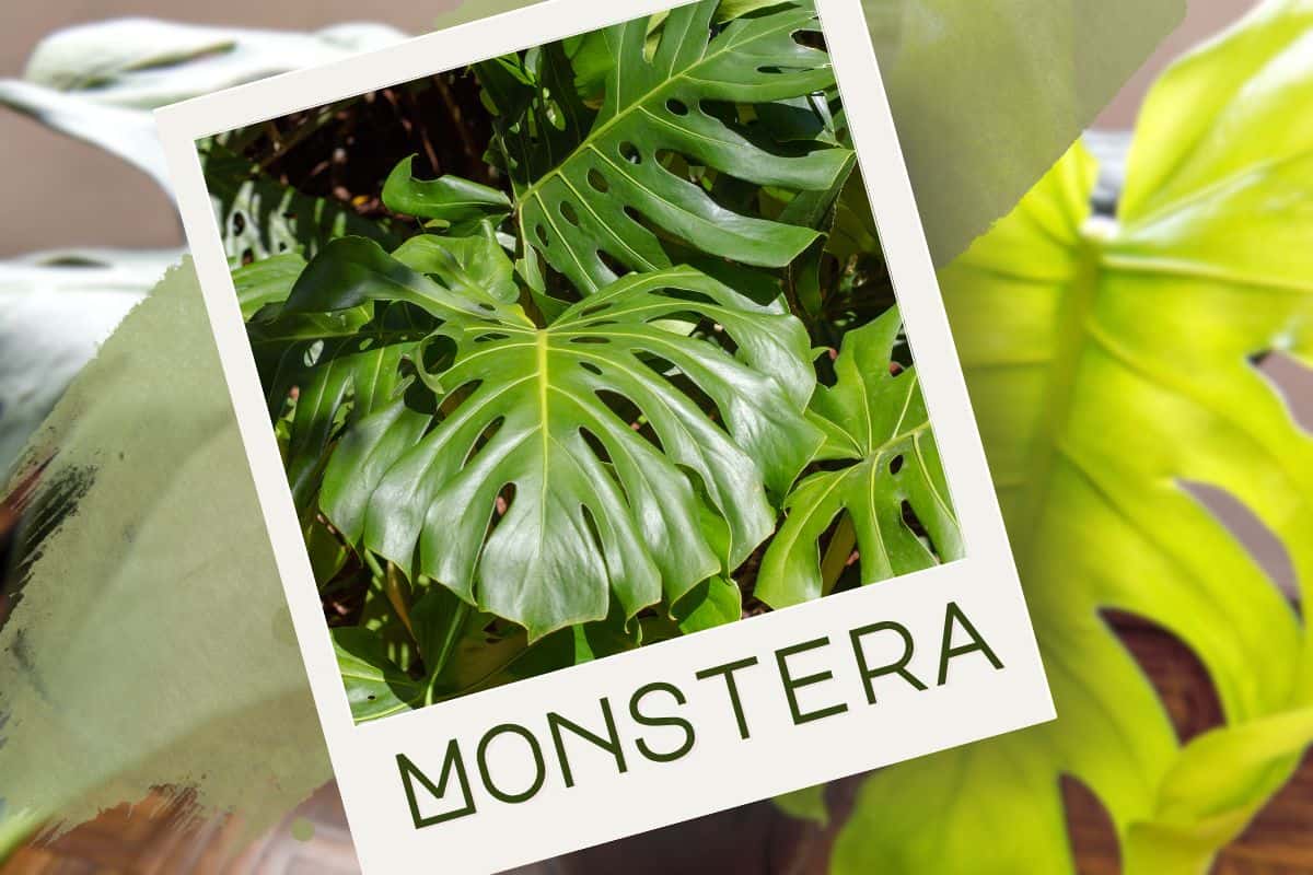 Monstera gigante