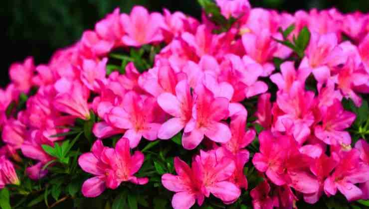Azalea rosa