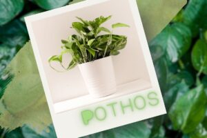 Pothos